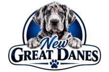 New Great Danes